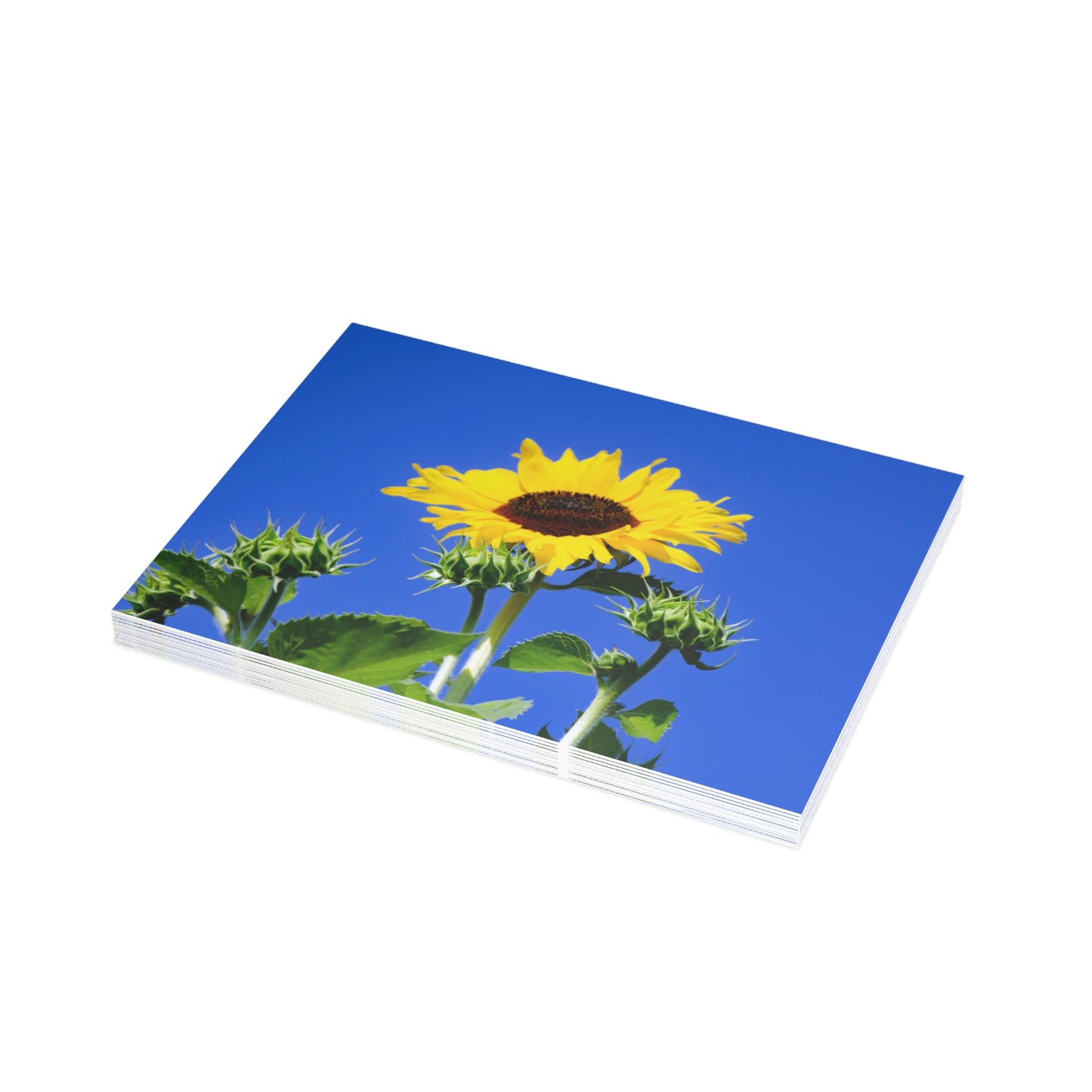 Flowers 01 Greeting Card Bundles (envelopes not included)