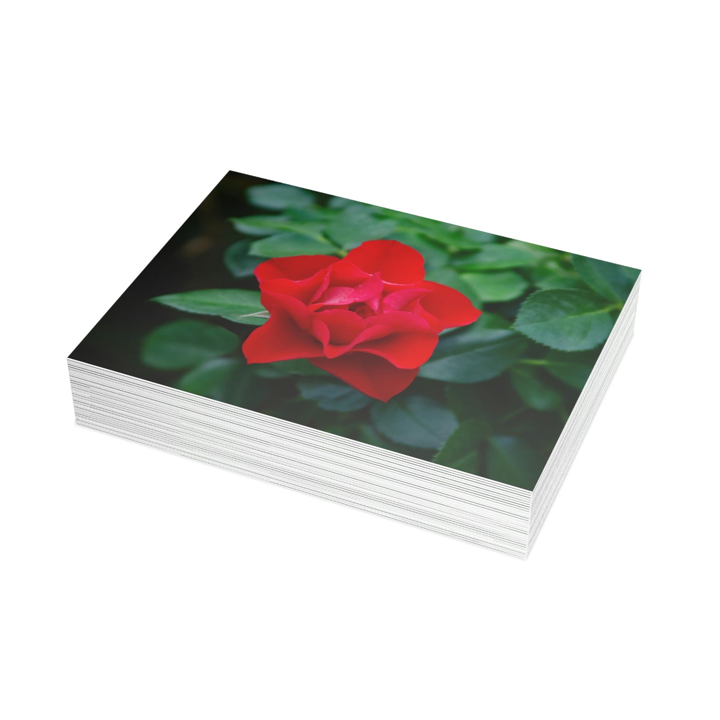 Flowers 06 Greeting Card Bundles (envelopes not included)