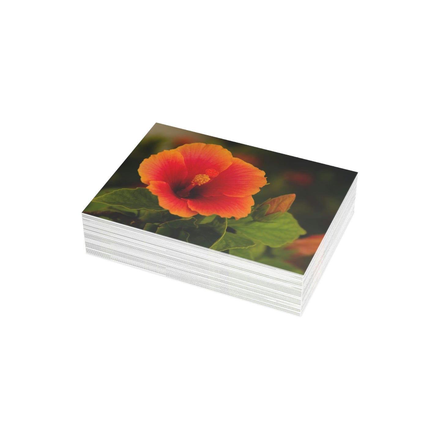 Flowers 31 Greeting Card Bundles (envelopes not included)