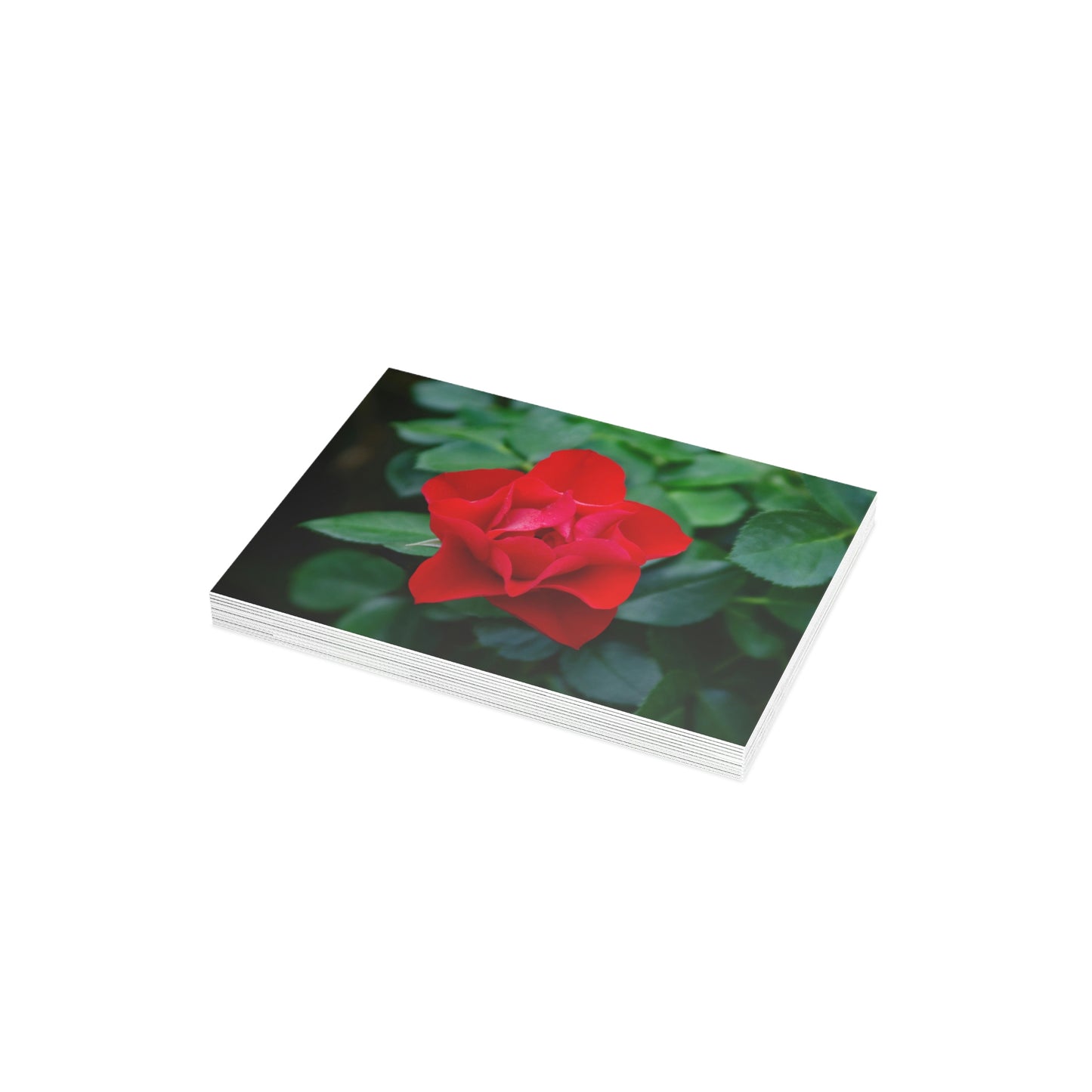 Flowers 06 Greeting Card Bundles (envelopes not included)