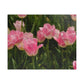 Flowers 21 Puzzle (110, 252, 500, 1014-piece)