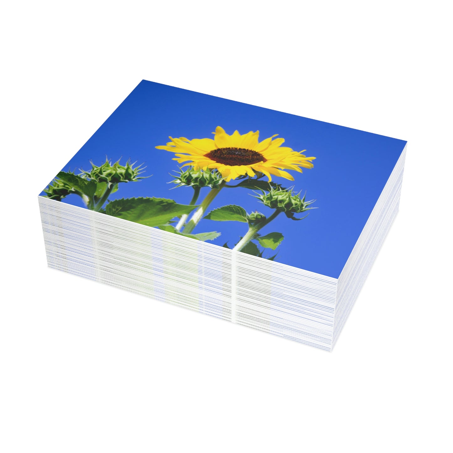 Flowers 01 Greeting Card Bundles (envelopes not included)