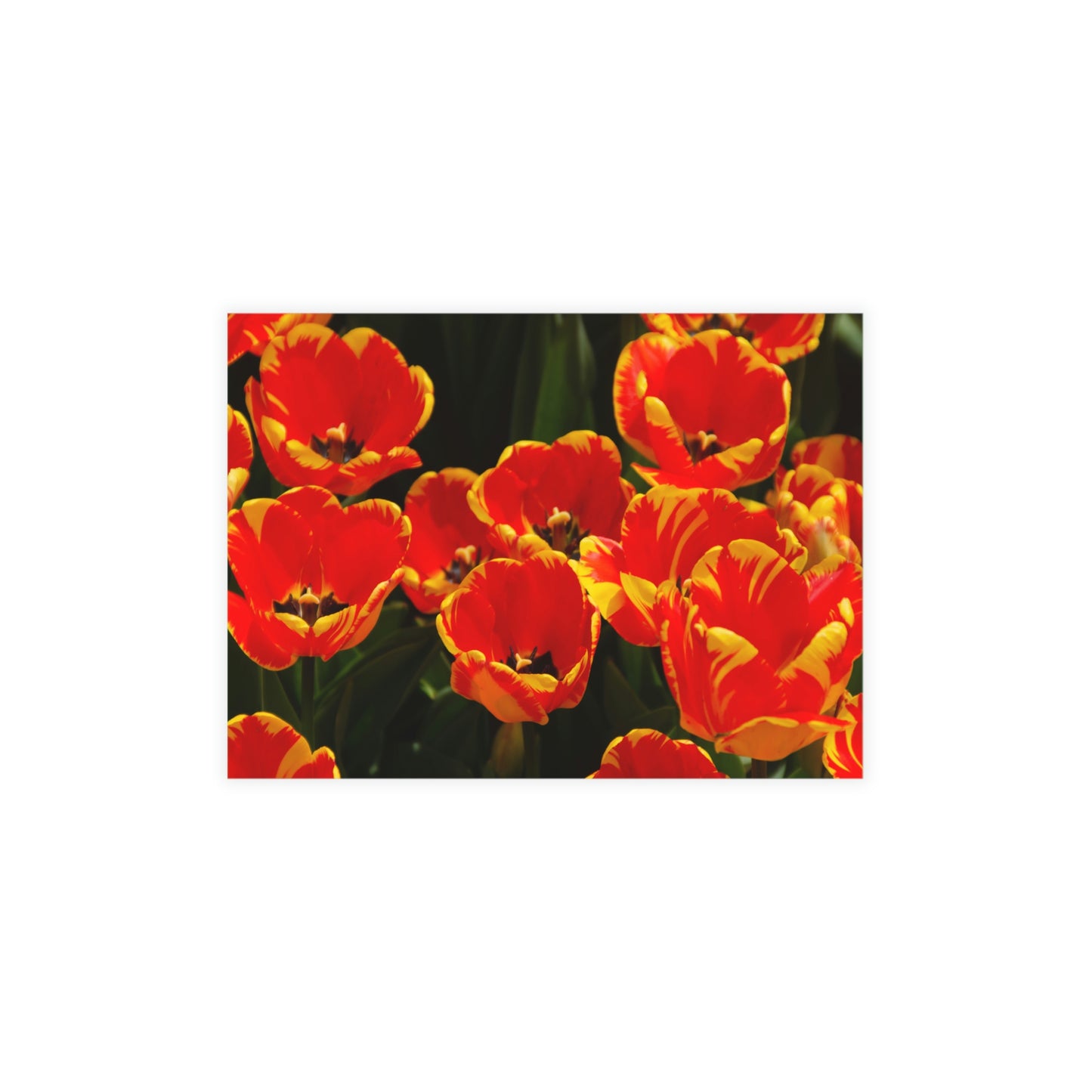 Flowers 20 Greeting Card Bundles (envelopes not included)