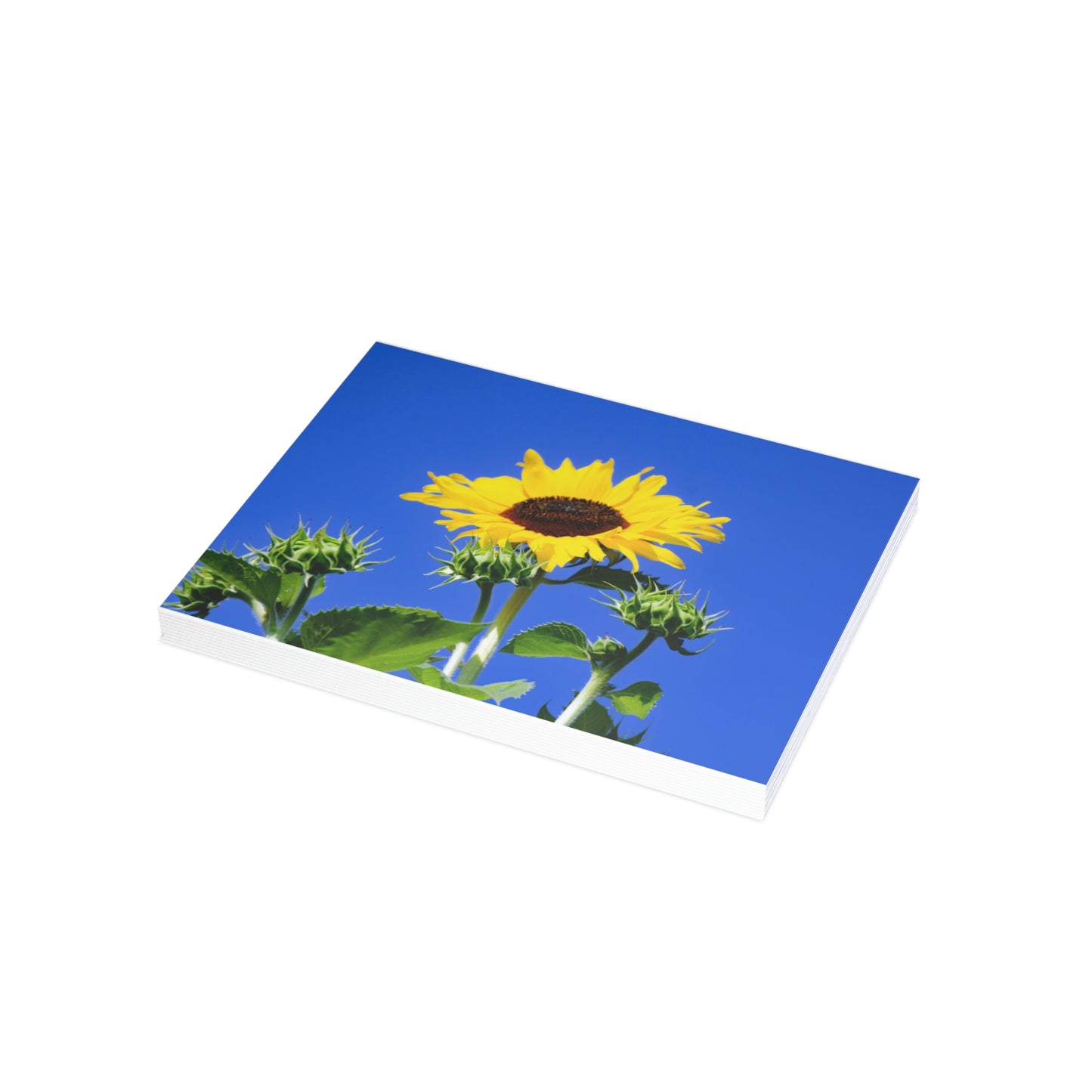 Flowers 01 Greeting Card Bundles (envelopes not included)