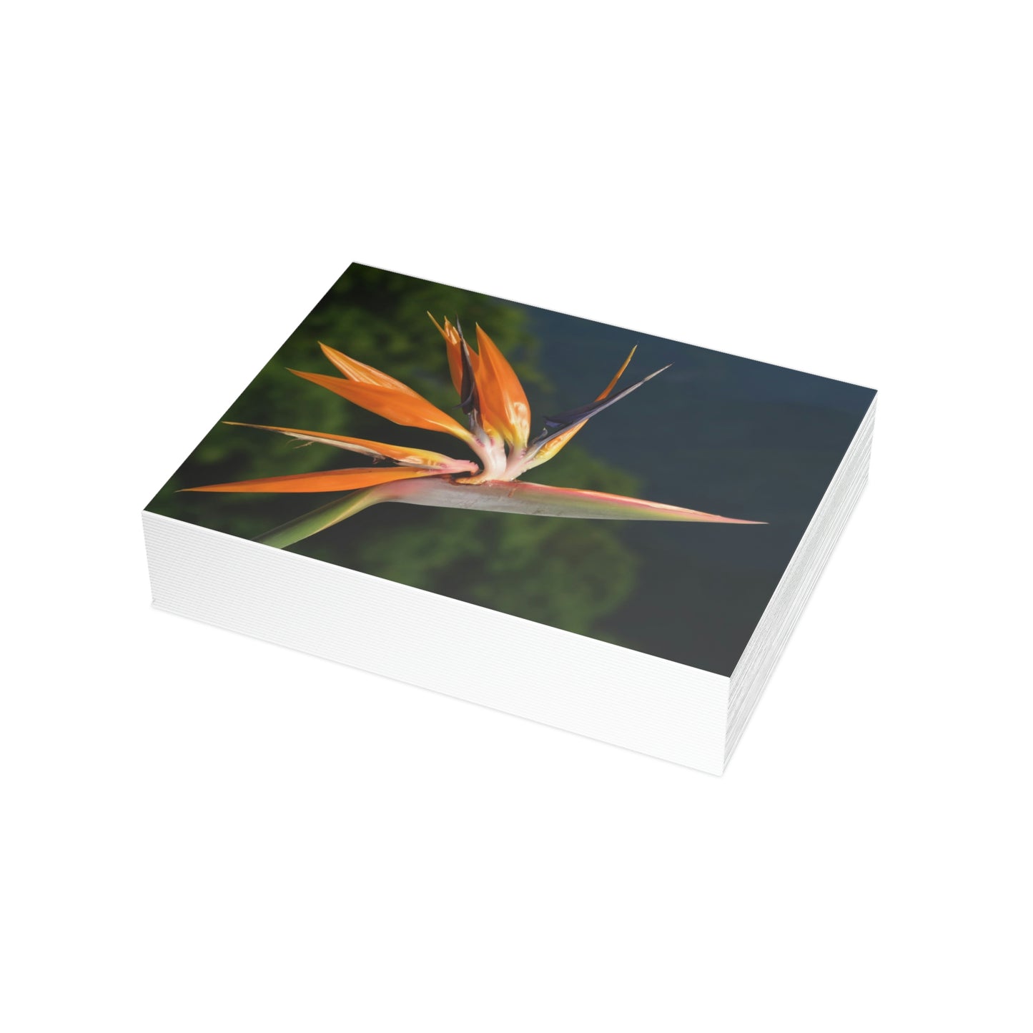 Flowers 26 Greeting Card Bundles (envelopes not included)