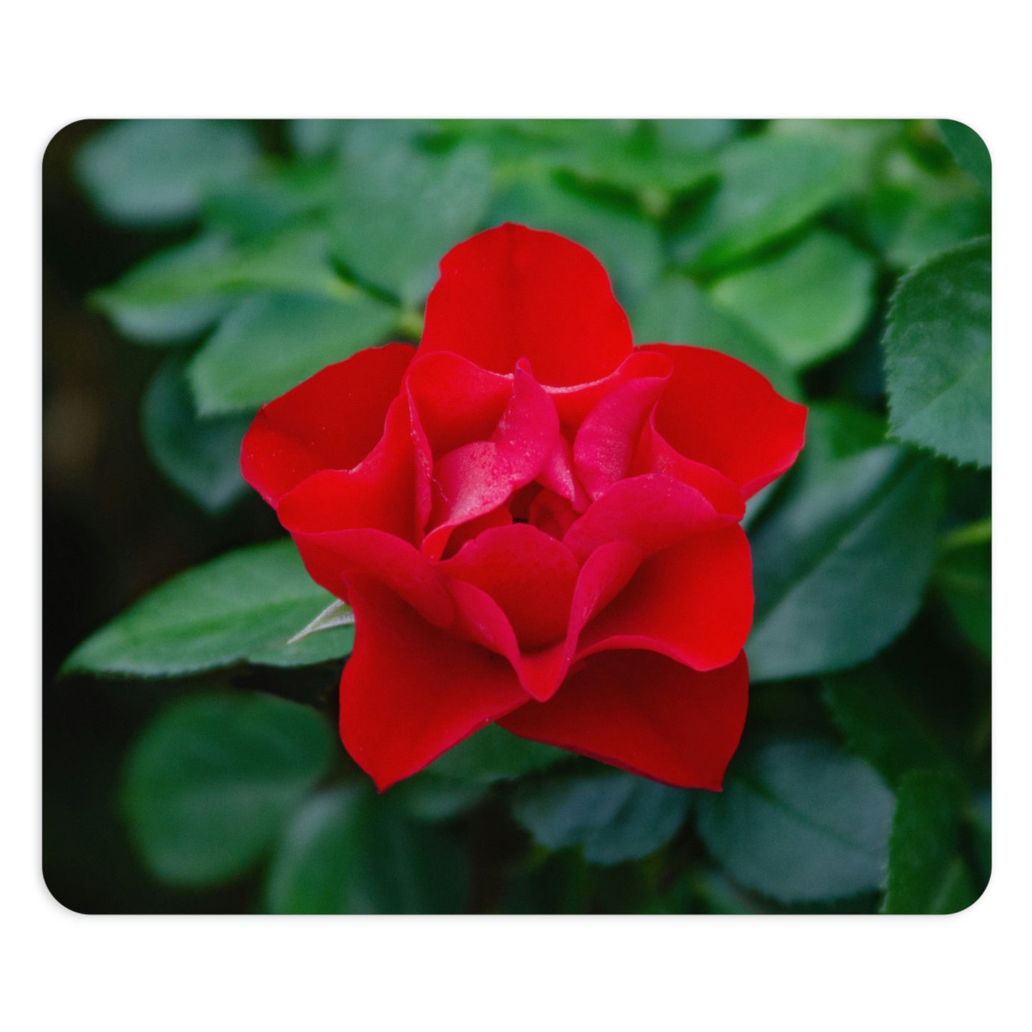 Flowers 07 Rectangle Mouse Pad