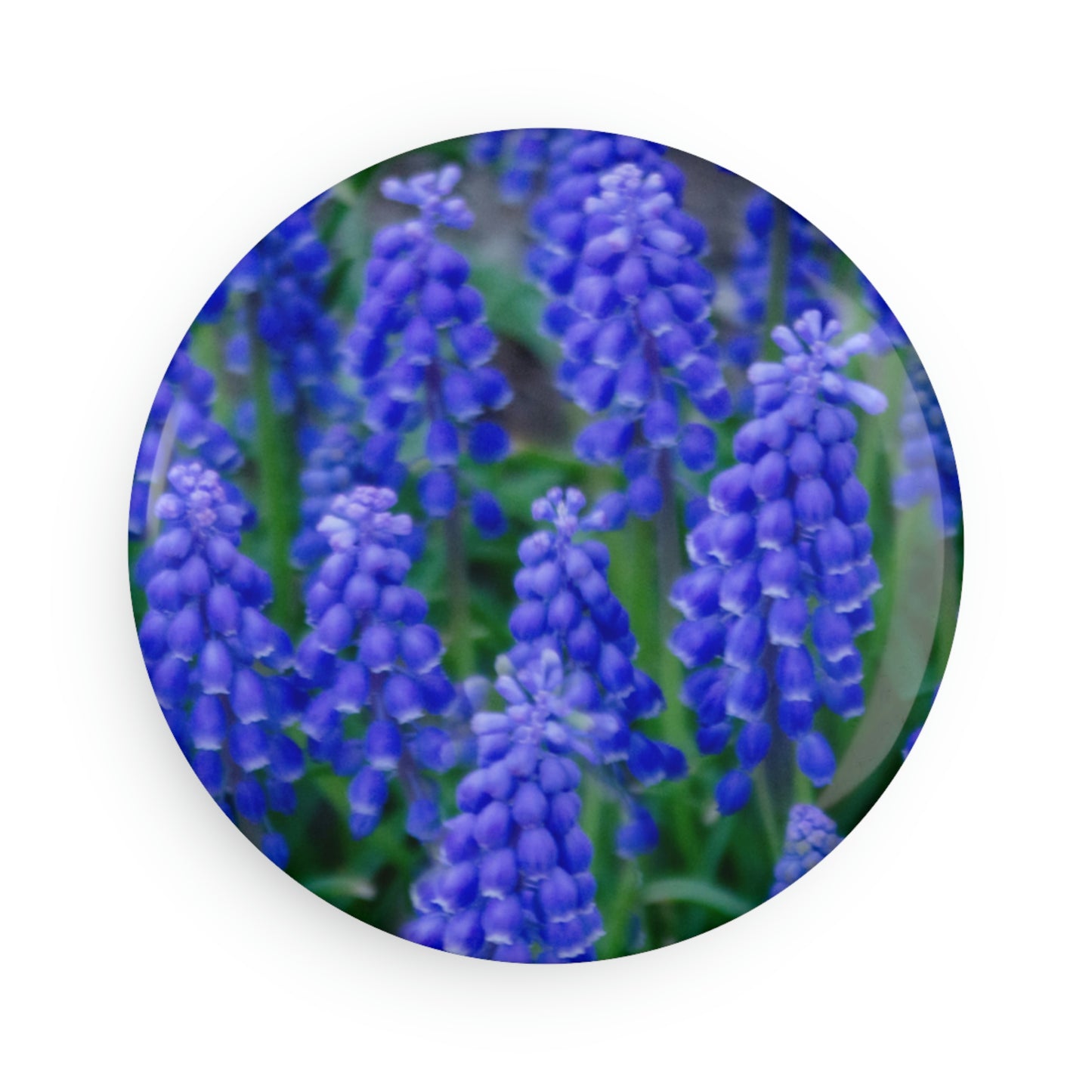 Flowers 11 Button Magnet, Round (1 & 10 pcs)