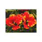 Flowers 12 Greeting Card Bundles (envelopes not included)