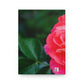 Flowers 07 Hardcover Journal Matte