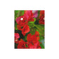 Flowers 27 Greeting Card Bundles (envelopes not included)