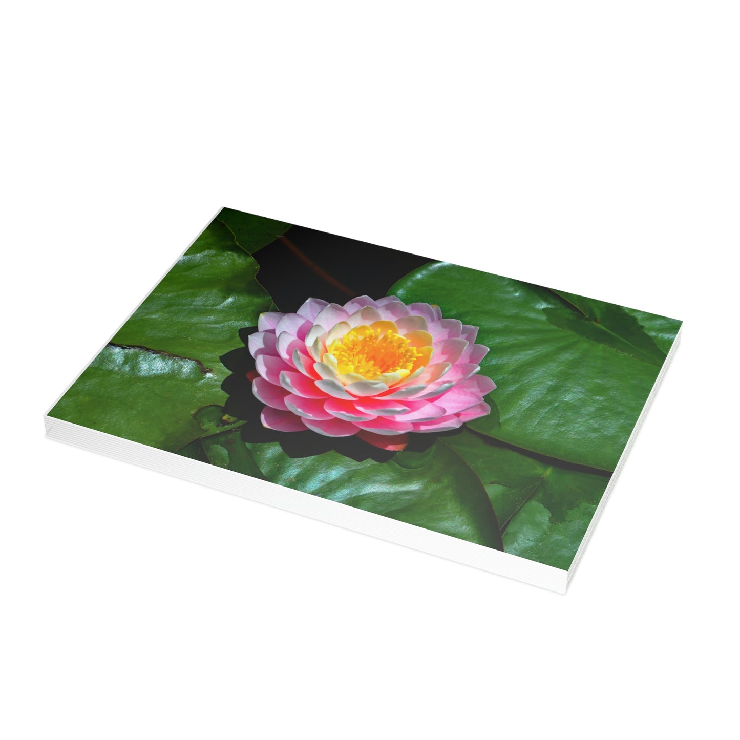 Flowers 25 Greeting Card Bundles (envelopes not included)