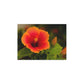 Flowers 31 Greeting Card Bundles (envelopes not included)