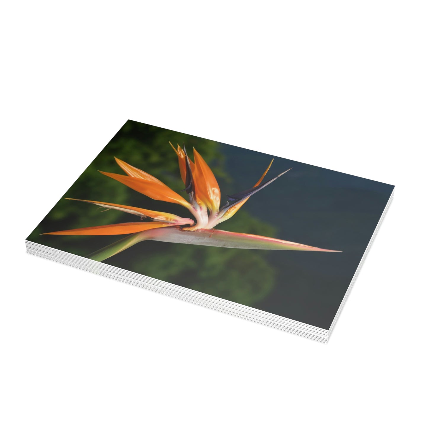 Flowers 26 Greeting Card Bundles (envelopes not included)