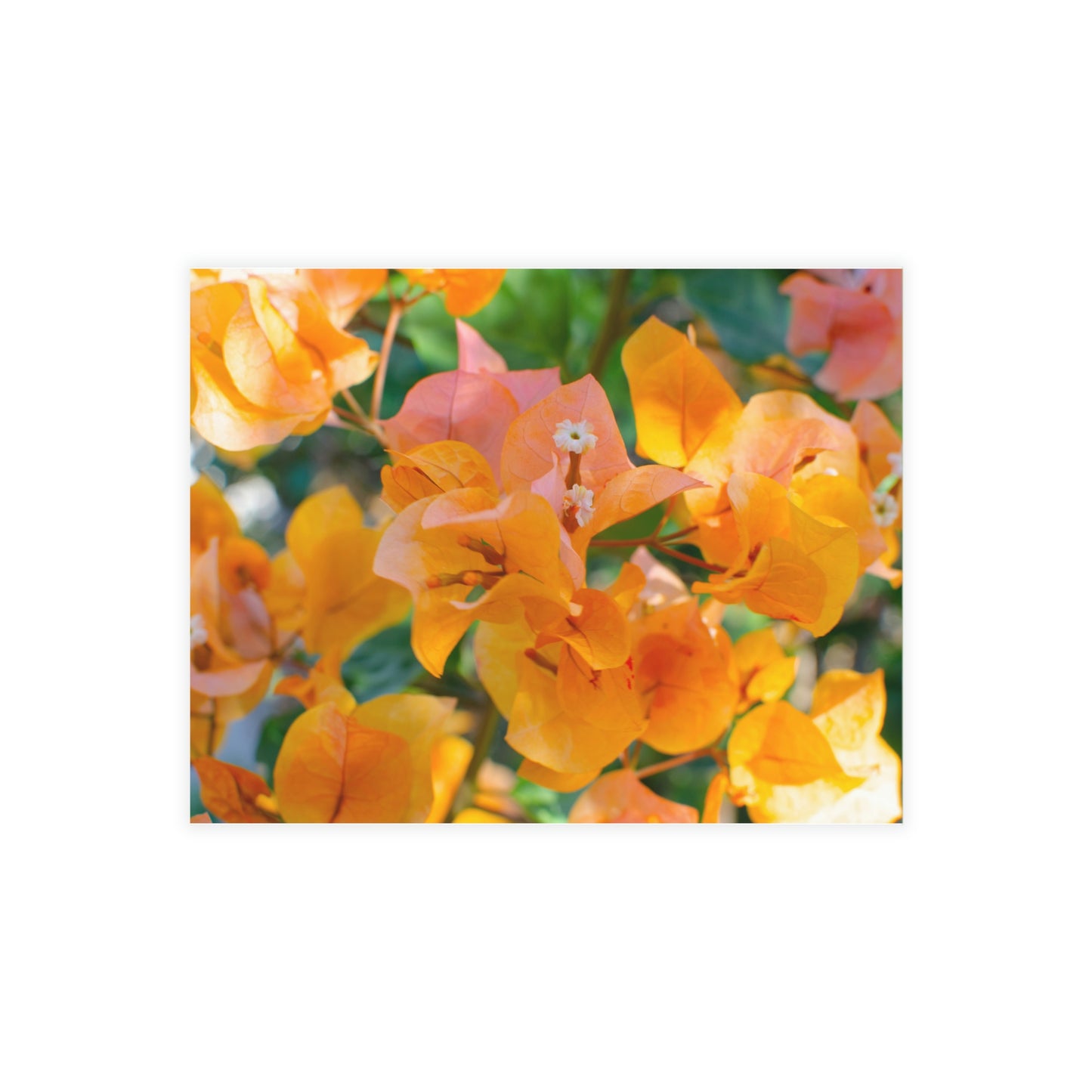 Flowers 29 Greeting Card Bundles (envelopes not included)